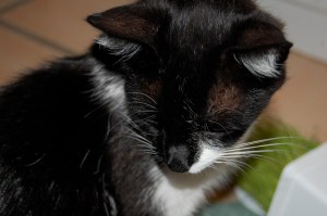 Foster Sweet Pea mom