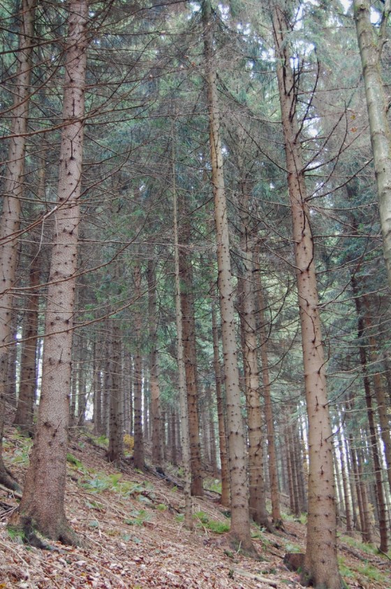 Nordenau Woods, Germany inspirationsandexplorations.wordpress.com