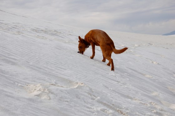 white sand makes quite a snack 