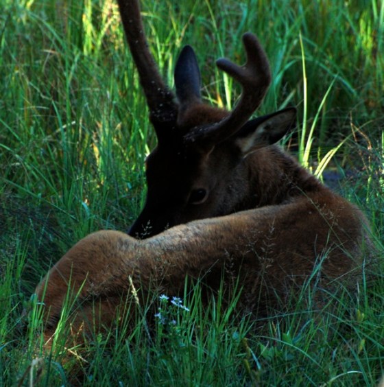 Yellowstone Baby Elk 2