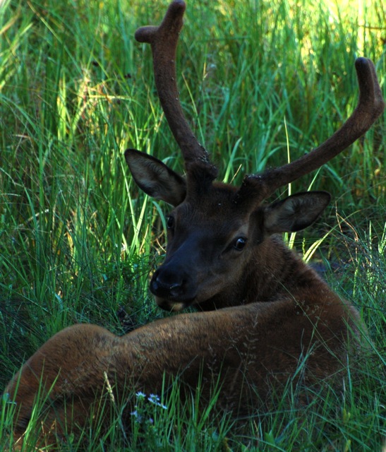 Yellowstone Baby Elk