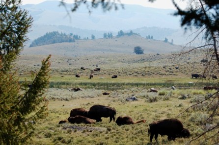 Yellowstone Buffalo