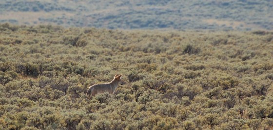 Yellowstone Coyote