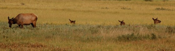 Yellowstone Elk in Grass 2