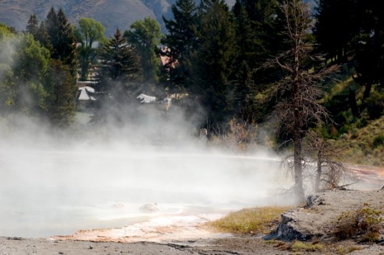 Yellowstone Geyser with tree