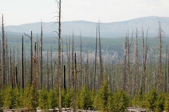 Yellowstone new growth