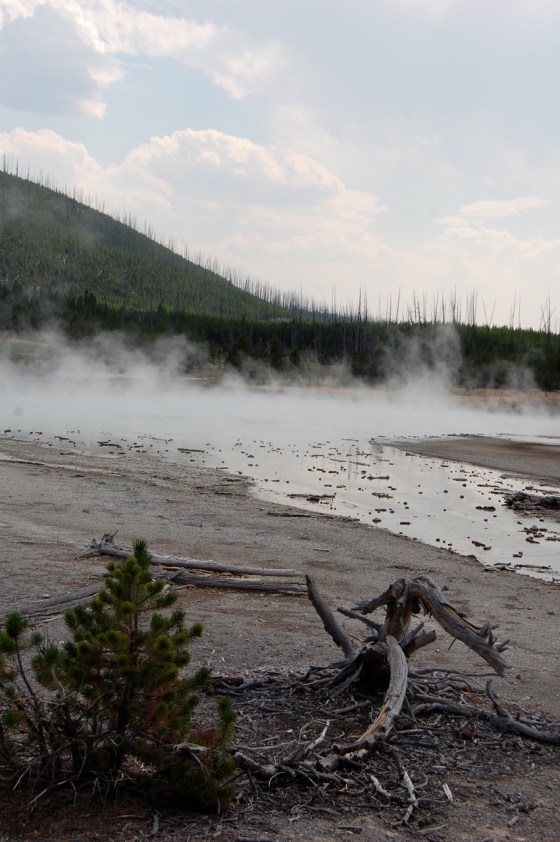 Yellowstone Tree Geyser