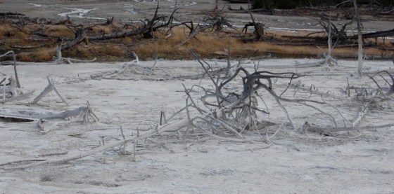 Yellowstone White Trees