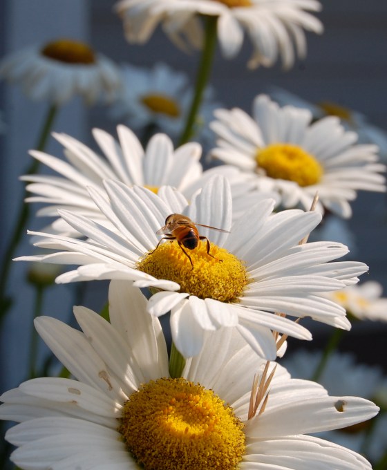 drone fly, important pollinator and honeybee impersonator