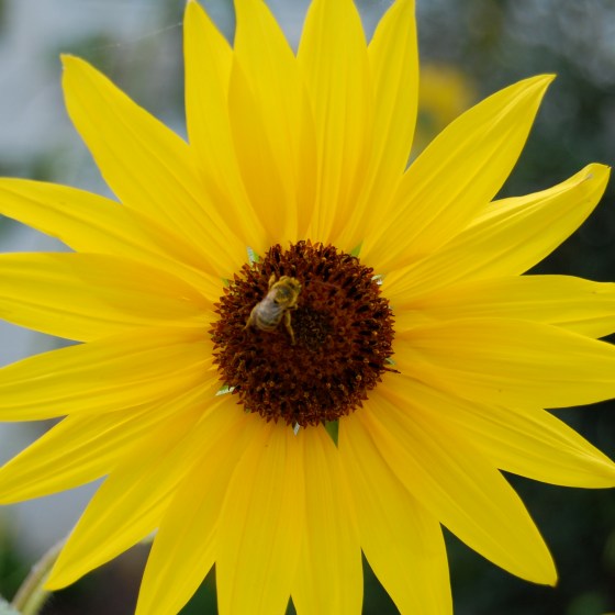 bee on sunflower