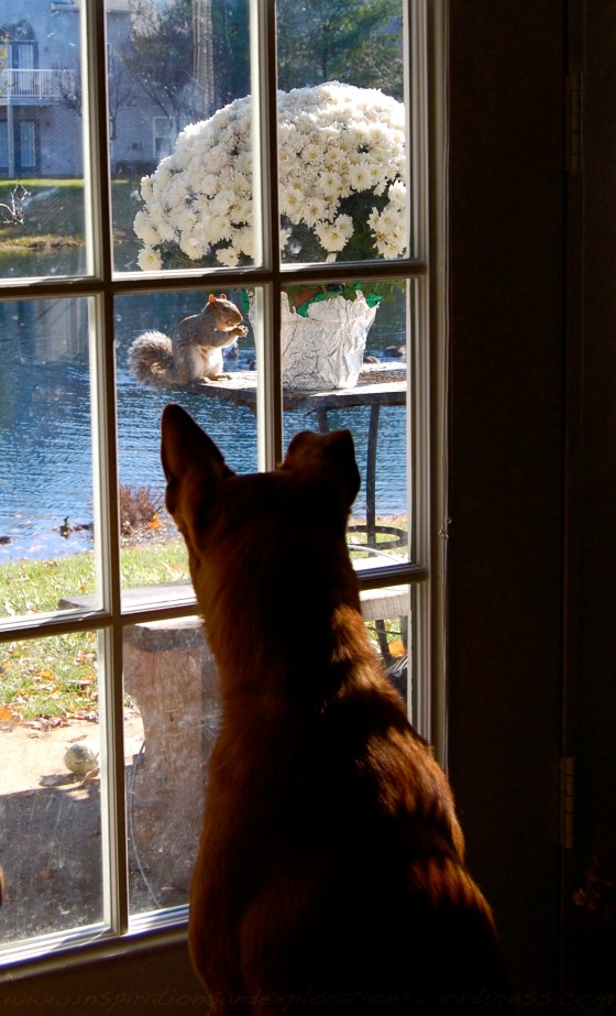 squirrel meet dog...