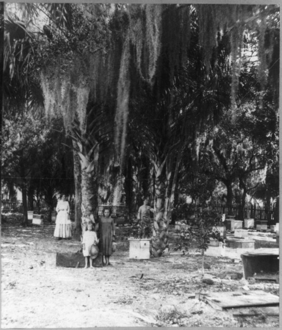 1870 New Symrna Beekeeping library of congress digital collection
