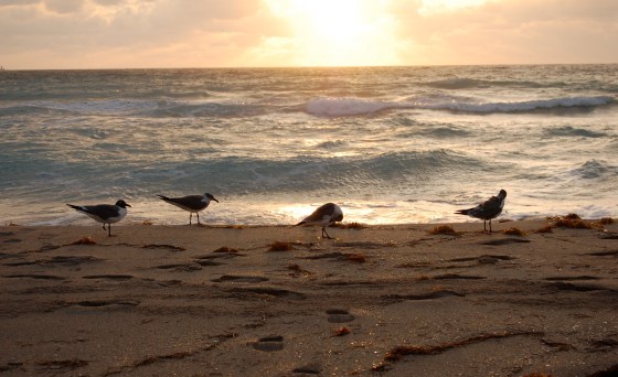 just me and the seagulls