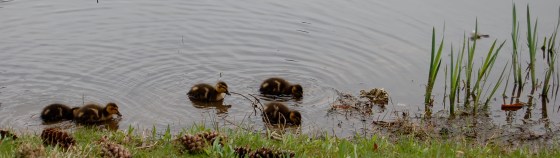 duck babies!