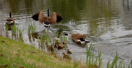 father goose chasing off the other geese
