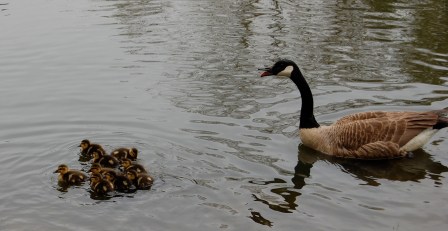 goose with duck babies