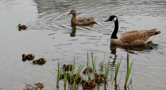 father and mother goose and duck babies