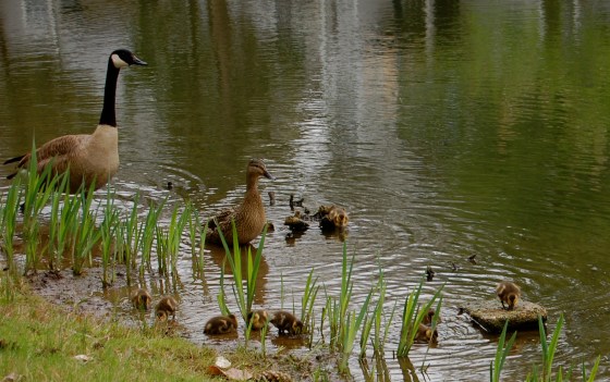 duck babies are so cute!