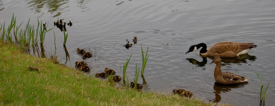 father goose protects a mother duck and her babies