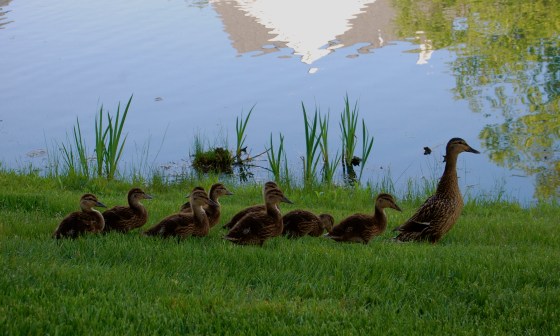 mamma duck and her growing babies