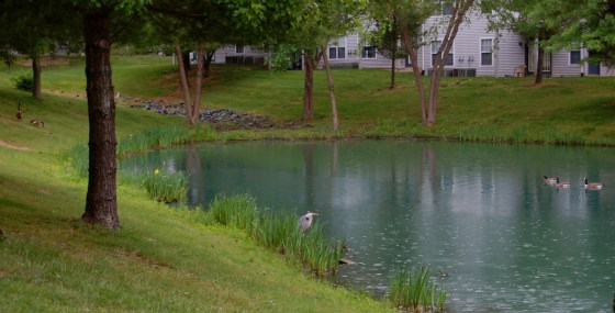 great blue heron on our pond