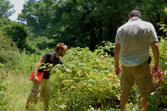raspberries, old fruit trees, and ornamental flowers grew around the house