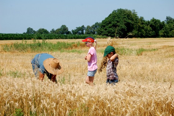 pulling wheat the old fashioned way