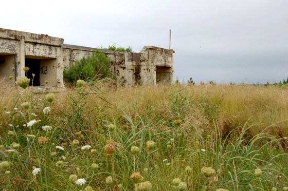 Cape Henlopen flowers and Battery Herring