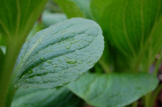 closeup of skunk cabbage leaf