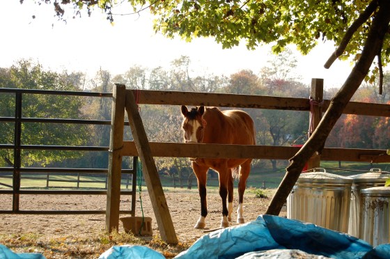 hiding behind the fence