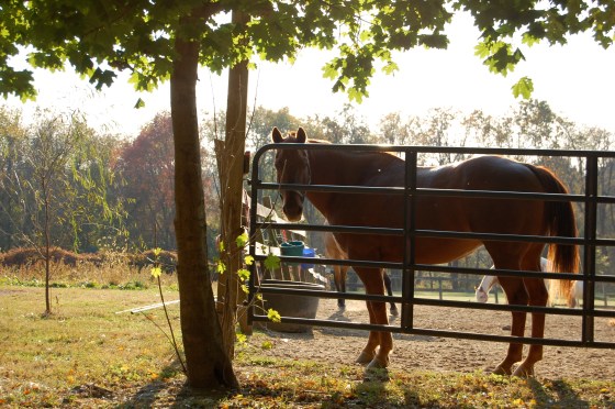 love the light behind the horse