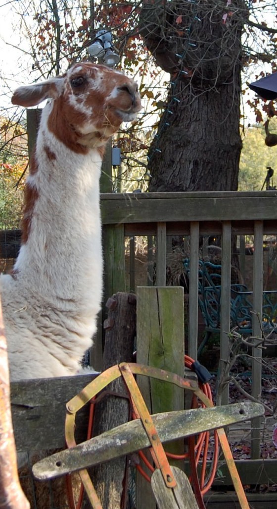 llama!  enough said...