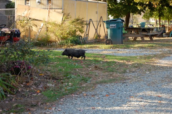 there's a pig on the loose!