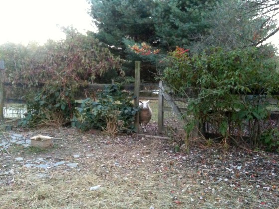 sheep behind the fence