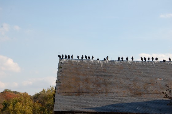 vultures- not the most welcome guests at the farm