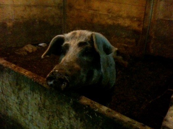 wilbur! okay that's not really his name but isn't he cute? 